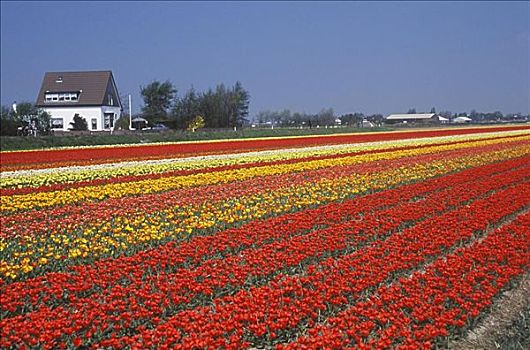 花,地点,阿姆斯特丹,荷兰