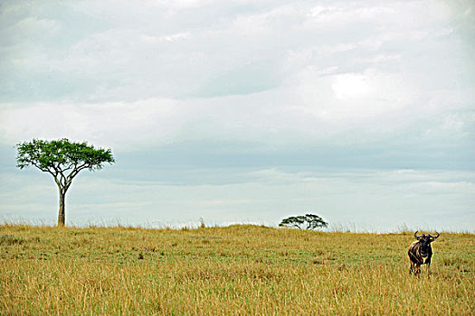 肯尼亚,马赛马拉国家保护区,一个,角马,张望,热带草原