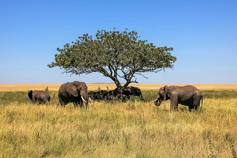 非洲草原象真实图片