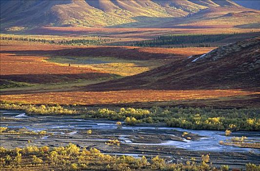秋天,苔原,德纳利国家公园和自然保护区,阿拉斯加