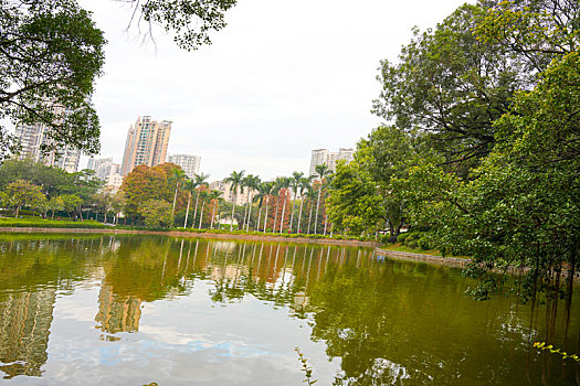 羊城广州天河公园冬季湖边水杉美景