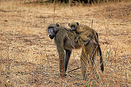南非大狒狒,豚尾狒狒,女性,幼兽,克鲁格国家公园,南非,非洲