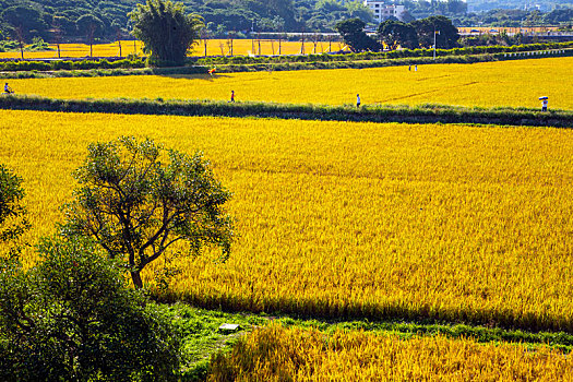 金色的稻田,希望的田野,午后暖阳