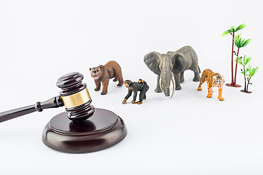 微距动物模型拍摄野生动物保护法主题插图