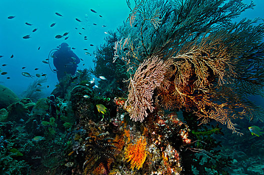 海洋,柳珊瑚目,岛屿,海峡,西巴布亚,印度尼西亚,亚洲