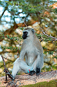 长尾黑颚猴,绿猴,国家公园,坦桑尼亚