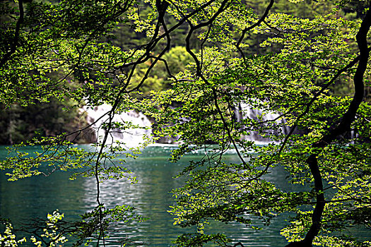 四川九寨沟的树