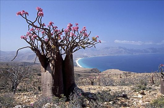 也门,索科特拉岛,悬崖,西部,岛屿