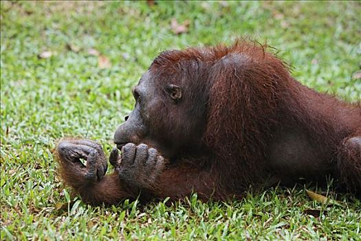 猩猩,黑猩猩,檀中埠廷国立公园,中加里曼丹省,婆罗洲,印度尼西亚