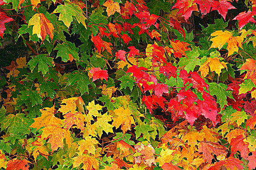 特写,彩色,秋叶,枫树,安大略省,加拿大