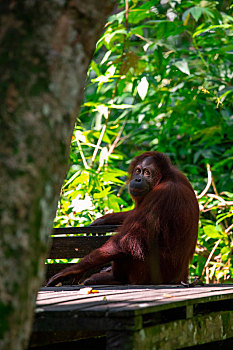保护区内的红毛猩猩,正在觅食