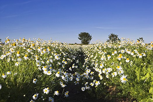 雏菊