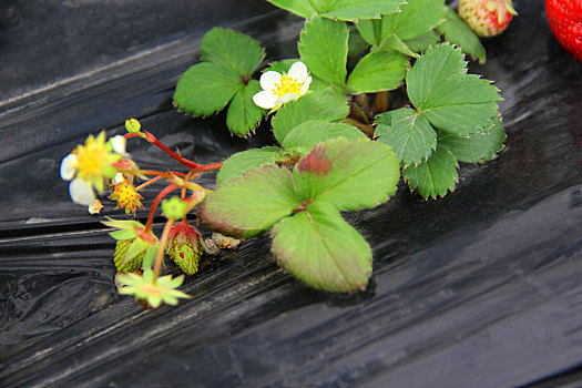 红草莓,白草莓