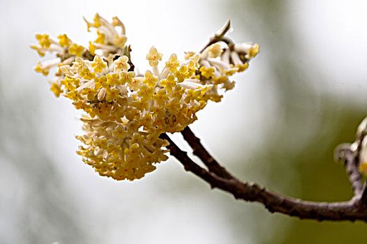 结香花