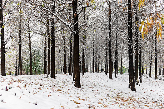 公园树林雪景