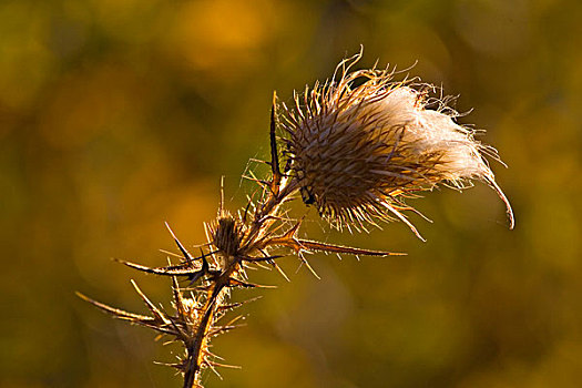 蓟属植物,秋天,河,加利福尼亚