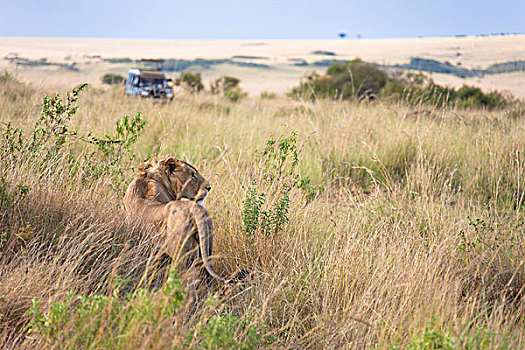 非洲狮子,狮子座,野生动物园吉普车,在,马赛玛拉国家保护区,肯尼亚,非洲,狮子