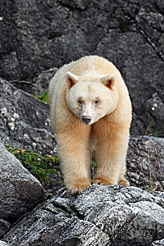 灵熊,白灵熊,美洲黑熊,大熊雨林