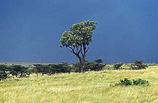 大草原,马赛马拉国家公园,肯尼亚