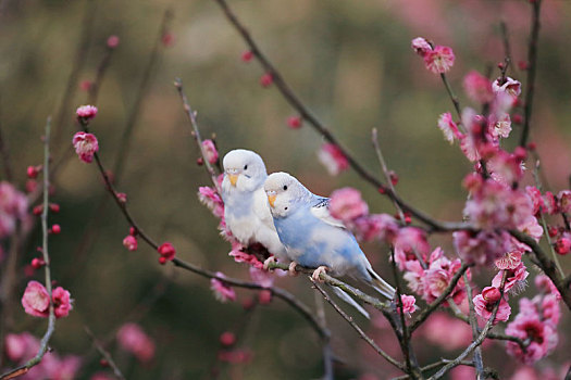 梅花树上的鹦鹉