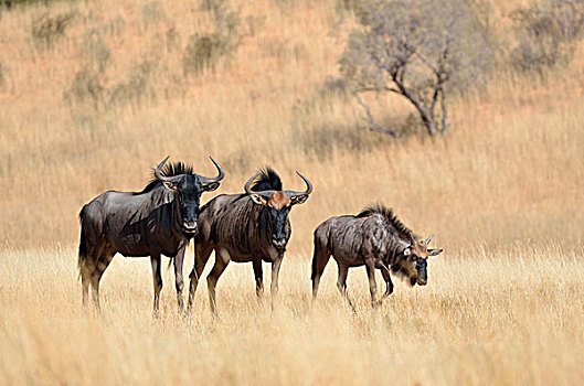 蓝色,角马,成年,幼兽,站立,干燥,草地,卡拉哈迪大羚羊国家公园,北开普,南非,非洲