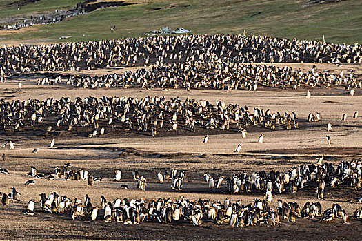 巴布亚企鹅,福克兰群岛,栖息地