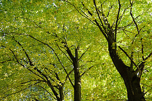 欧洲山毛榉,树林,秋天,德国,欧洲