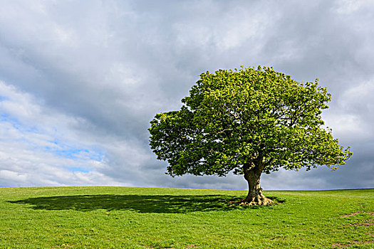 橡树,草场,春天,苏格兰,英国
