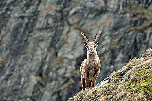 幼兽,阿尔卑斯野山羊,羱羊,高,陶安,国家公园,卡林西亚,奥地利,欧洲