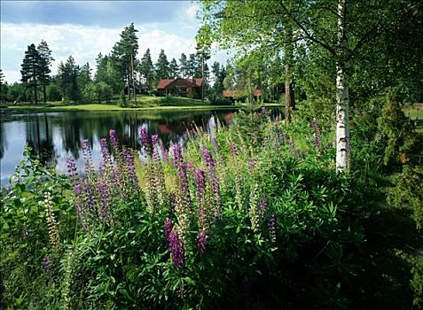 木头,房子,湖,瑞典