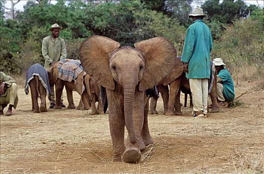 非洲象,孤儿,老,摄影,东察沃国家公园,肯尼亚