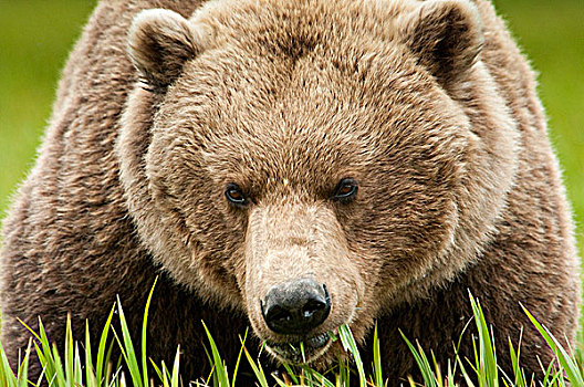 棕熊,喂食,莎草,草,河,保护区,西南方,阿拉斯加,夏天