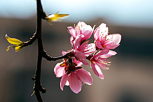 桃子花