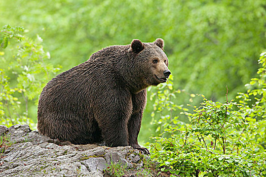 欧洲,棕熊,熊,巴伐利亚森林国家公园,巴伐利亚,德国