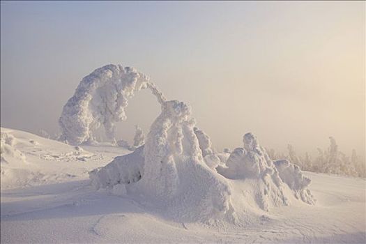 布罗肯,积雪,树,山,日落,哈尔茨山,萨克森安哈尔特,德国