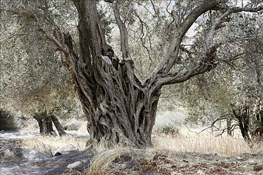 老,橄榄树,克里特岛,希腊