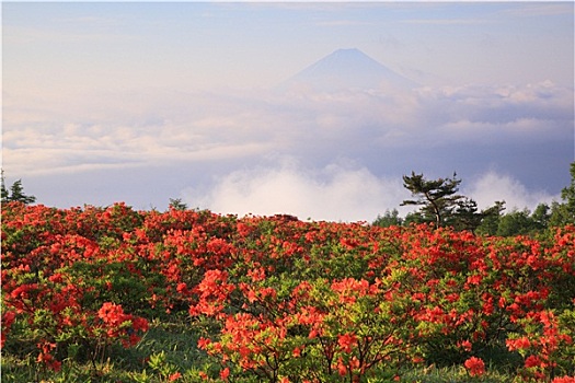 日本,杜鹃花,山,富士山