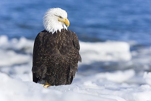 白头鹰,冰,卡契马克湾,本垒打,阿拉斯加,美国