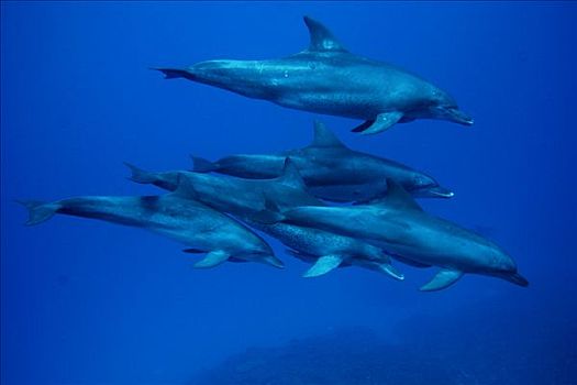 宽吻海豚,岛屿,日本