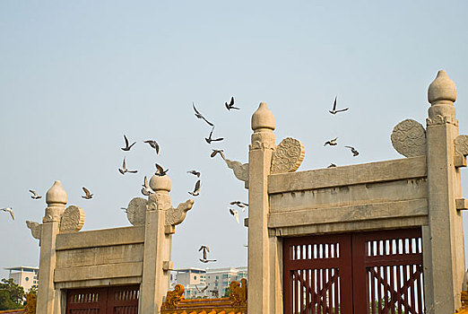 北京地坛公园飞翔的鸽子