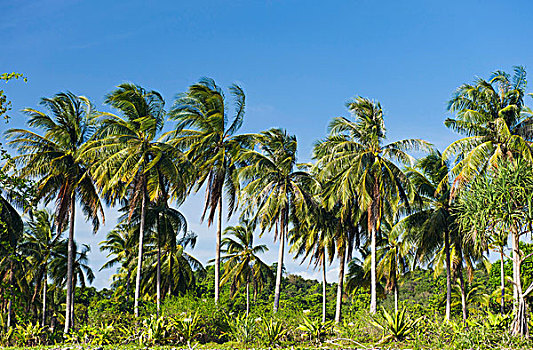 椰子,手掌,海滩,安达曼,苏梅岛,岛屿,甲米,泰国,东南亚