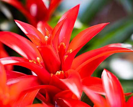 石家庄市,花卉,鸿运当头,水塔花