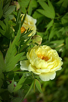 牡丹,黄牡丹,黄色牡丹,木芍药,大黄花,洛阳花,富贵花,花王,peony