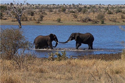 大象,争斗