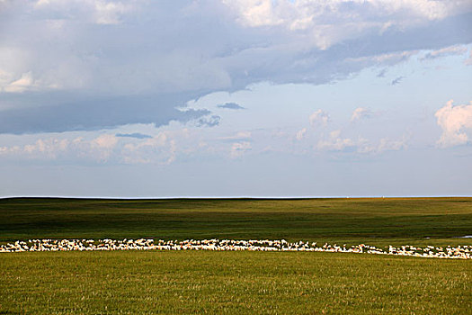 草原,羊群
