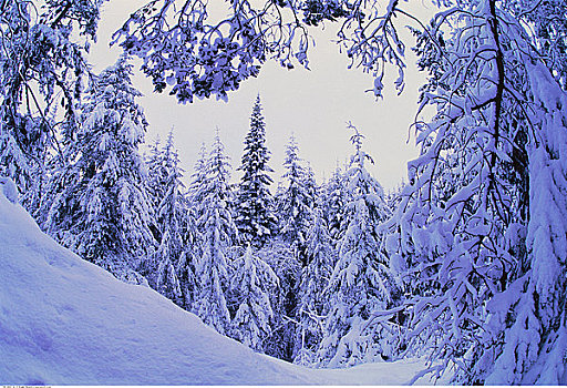 山,冬天,盐春岛,不列颠哥伦比亚省,加拿大