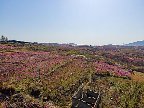 山东蒙阴桃花开满山坡