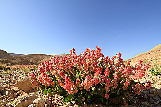 花,荒芜,旱谷,以色列