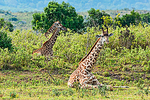 长颈鹿,躺下,阿鲁沙,区域,坦桑尼亚,非洲