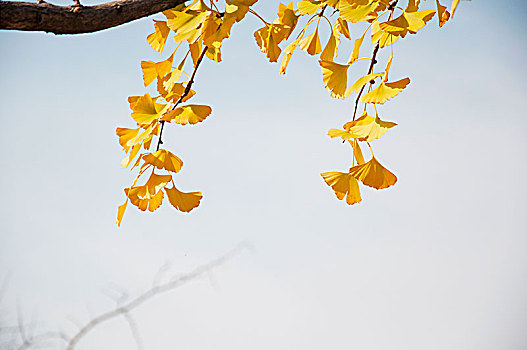 深秋时的银杏树叶子